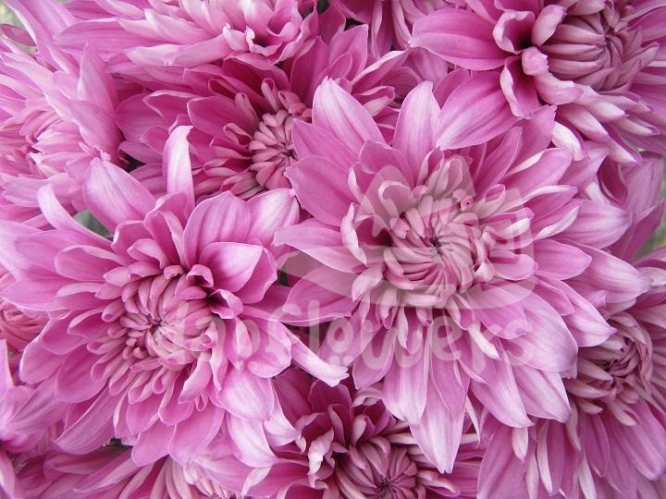 venice pink