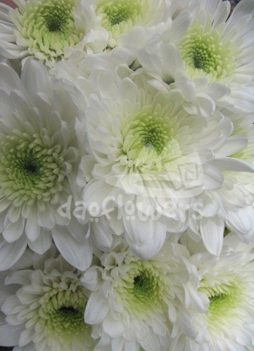 arctic queen white