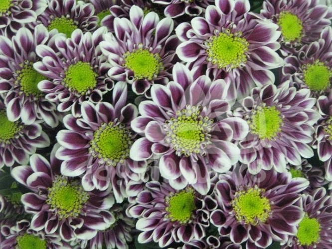 zenix purple