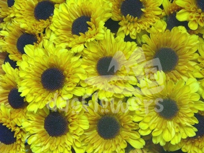 vyking yellow