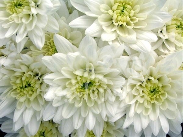 white baltica