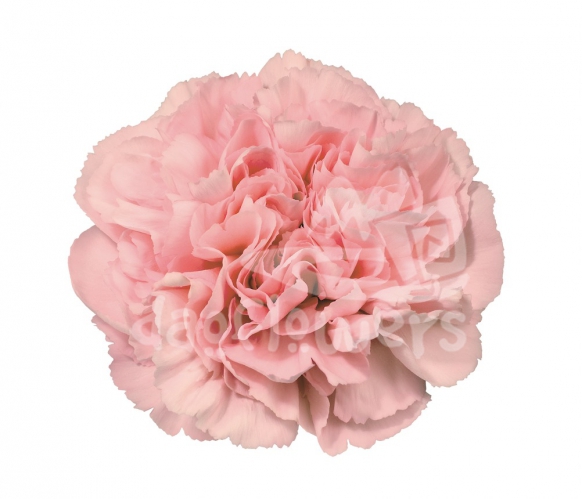 Bellissima