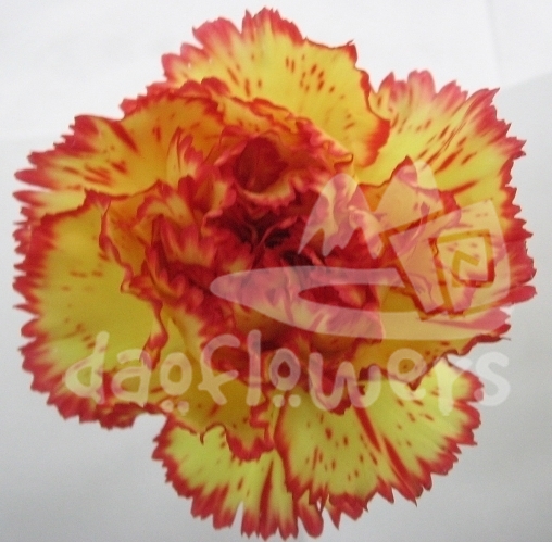 Eruption