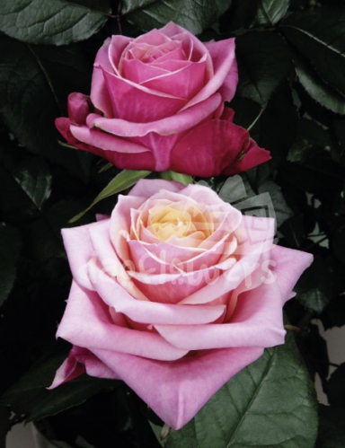 diamond jubilee