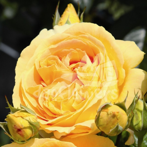 apricot swirl