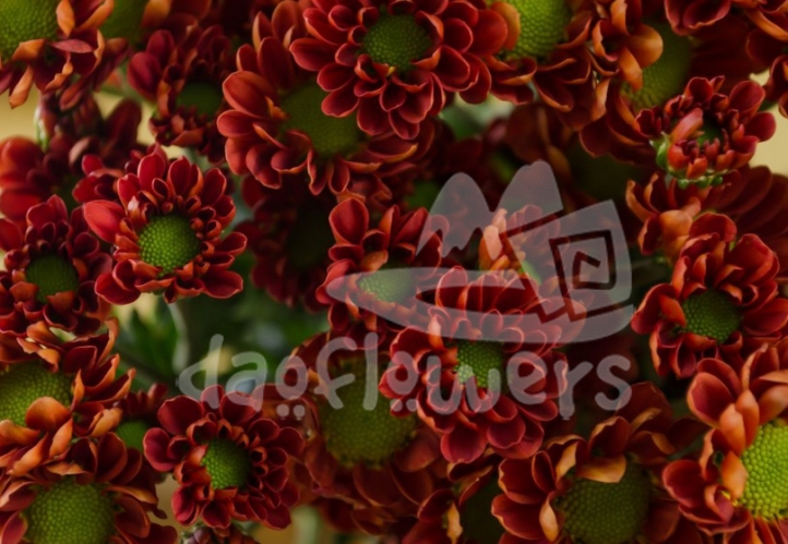juicy red