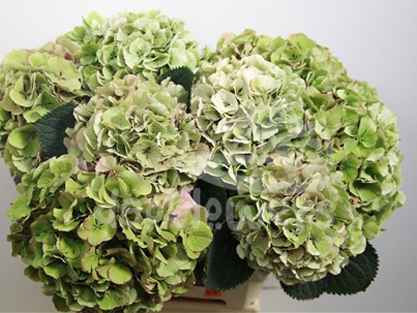 antique green