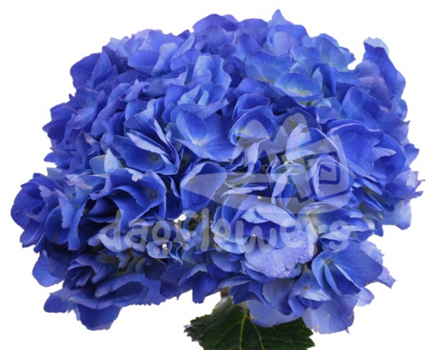 shocking blue natural