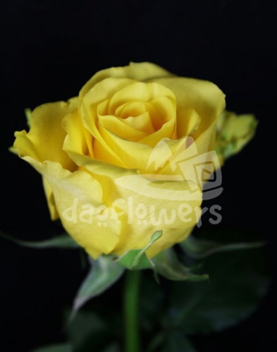 yello king
