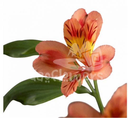 Orange Queen