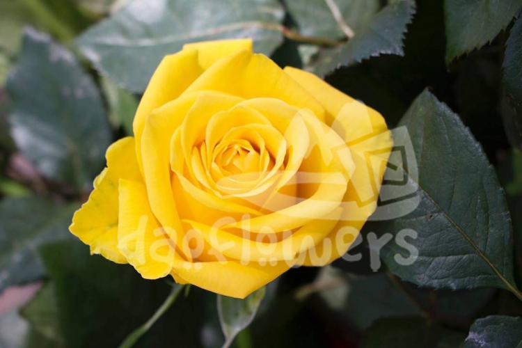 royal yellow