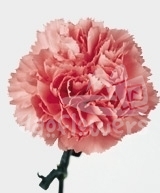 Pink Nelson