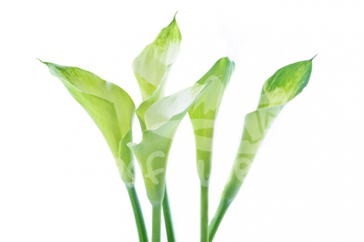 green godess