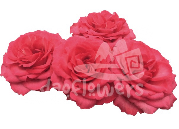 bellalinda cerise*