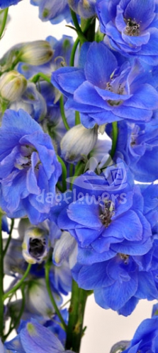 Royal Dark Blue