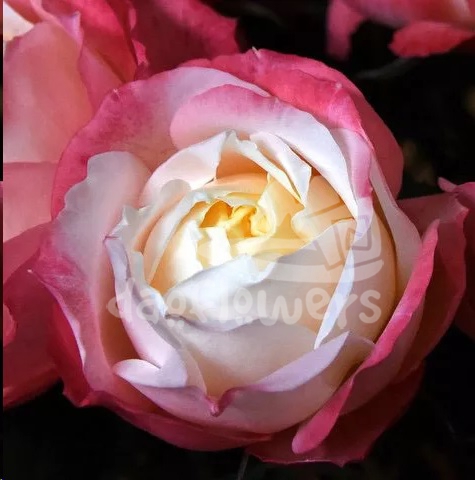 princess suki - loved one