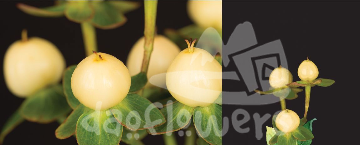 magical ivory
