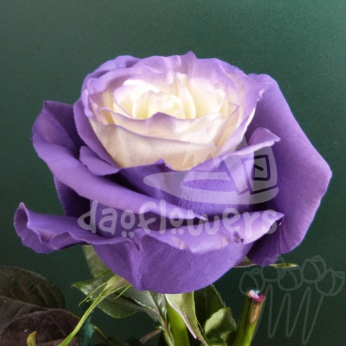 AS 23 purple fairy PNT