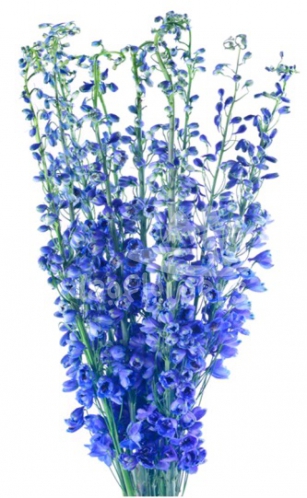 Hybrid Blue
