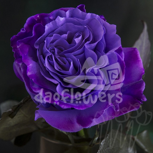 AS 04 purple edge PNT
