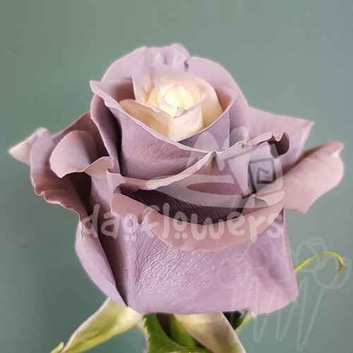 AS 34 gray fairy PNT