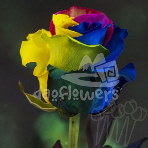 rainbow 02 dark PNT